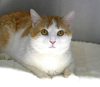 Domestic Short Hair Cats Available for Adoption - HOWIE | PetCurious