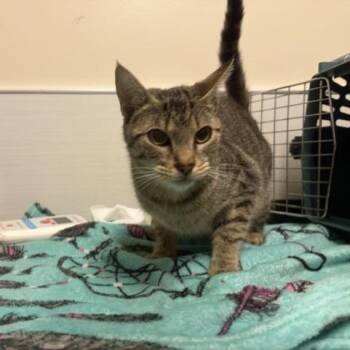 Desk -  Domestic Short Hair Cat for Adoption - Desk | PetCurious