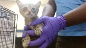 Domestic Short Hair Cats Available for Adoption in Doral, Florida - MANGO | PetCurious