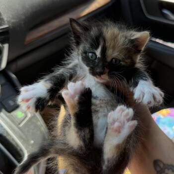 Olympia -  Calico Cat for Adoption in Buffalo, New York - Olympia | PetCurious