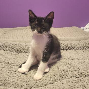 Herbie -  Domestic Short Hair Cat for Adoption in Plainfield, Illinois - Herbie | PetCurious