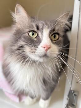 Domestic Long Hair Cats Available for Adoption in Menomonie, Wisconsin - Akela | PetCurious