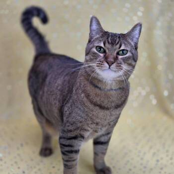 Gunner-C -  Domestic Short Hair Cat for Adoption in East St. Louis, Illinois - Gunner-C | PetCurious
