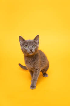 Rescue Domestic Short Hair Cats for Adoption in Fort Worth, Texas - Carolina | PetCurious