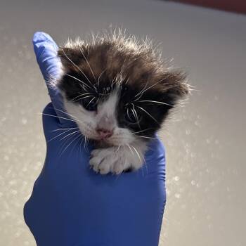 IVHS-Stray-138784 -  Domestic Short Hair Cat for Adoption in San Gabriel, California - IVHS-Stray-138784 | PetCurious