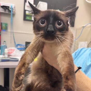Jericho -  Domestic Short Hair Cat for Adoption in Columbiana, Alabama - Jericho | PetCurious