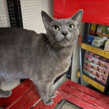 Callista -  Russian Blue and Domestic Short Hair Cat for Adoption in Antioch, California - Callista | PetCurious