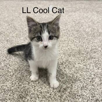 LL Cool Cat--In Foster***ADOPTION PENDING*** -  Domestic Short Hair Cat for Adoption in Fargo, North Dakota - LL Cool Cat--In Foster***ADOPTION PENDING*** | PetCurious