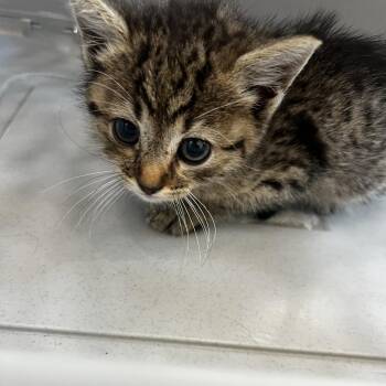 72265 -  Domestic Short Hair Cat for Adoption in Harrisonburg, Virginia - 72265 | PetCurious