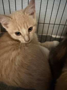 Domestic Short Hair Cats Available for Adoption in West Mifflin, Pennsylvania - Owen Hunt | PetCurious