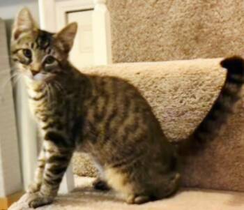 KITTEN HANDSOME STEVE -  Tabby Cat for Adoption in Franklin, Tennessee - KITTEN HANDSOME STEVE | PetCurious