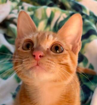 Miles -  Domestic Short Hair Cat for Adoption in Augusta, Georgia - Miles | PetCurious
