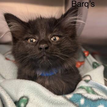Barq