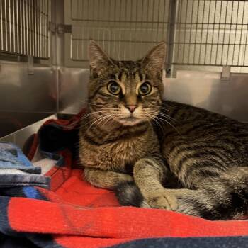 Ramona -  Domestic Short Hair Cat for Adoption in Bristol, Indiana - Ramona | PetCurious