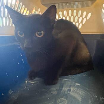 Gouda -  Domestic Short Hair Cat for Adoption in Lake Jackson, Texas - Gouda | PetCurious