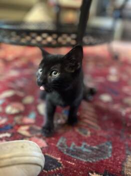 Rescue Domestic Short Hair Cats for Adoption in Dallas, Texas - Dora | PetCurious