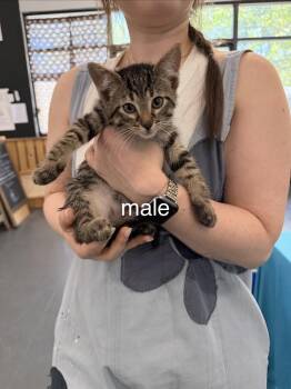 Spike -  Domestic Short Hair Cat for Adoption in Lafayette, Colorado - Spike | PetCurious