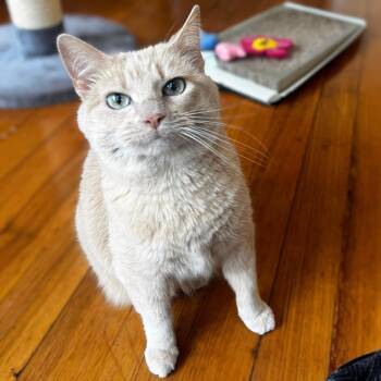 Crush -  Domestic Short Hair Cat for Adoption in Chicago, Illinois - Crush | PetCurious