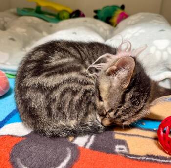 Domestic Short Hair Cats Available for Adoption in Columbia, Illinois - Smokey | PetCurious