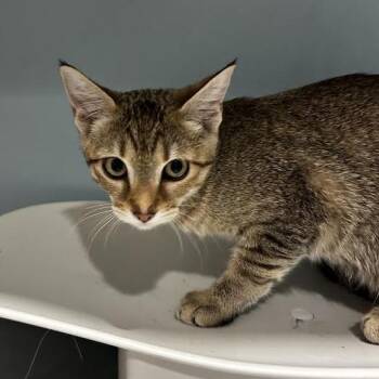 Marnie -  Domestic Short Hair Cat for Adoption in Chattanooga, Tennessee - Marnie | PetCurious