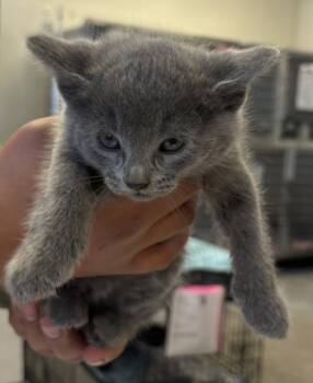 Rescue Domestic Medium Hair Cats for Adoption in Napa, California - Graycie | PetCurious