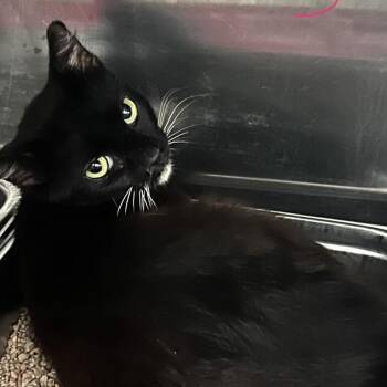 Syrax -  Domestic Short Hair Cat for Adoption in Spruce Pine, North Carolina - Syrax | PetCurious