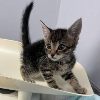 Domestic Short Hair Cats Available for Adoption in Columbus, Georgia - Ollivander | PetCurious