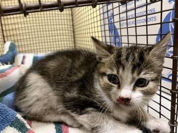 Rescue Domestic Short Hair Cats for Adoption in Tustin, California - ANGELINA | PetCurious