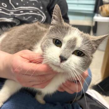 Domestic Short Hair Cats Available for Adoption in Pittsburgh, Pennsylvania - Poptart | PetCurious
