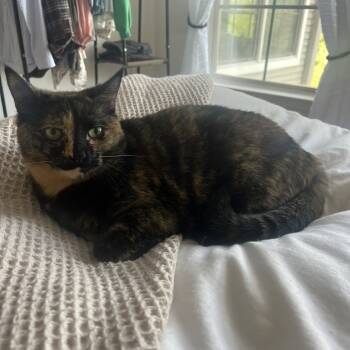 Rescue Domestic Medium Hair Cats for Adoption in Lynchburg, Virginia - Pepper | PetCurious