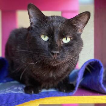 Rescue Domestic Short Hair Cats for Adoption in Tucson, Arizona - Depot | PetCurious