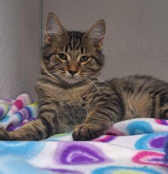 Kyra -  Domestic Medium Hair Cat for Adoption in Manning, South Carolina - Kyra | PetCurious