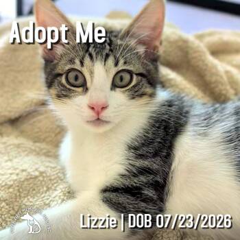 Lizzie -  Domestic Short Hair and Tabby Cat for Adoption in Hermosa Beach, California - Lizzie | PetCurious