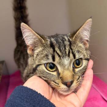 Domestic Short Hair Cats Available for Adoption - 70448 | PetCurious