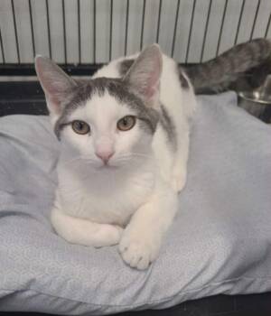 Rescue Domestic Short Hair Cats for Adoption in South River, New Jersey - Gidget | PetCurious