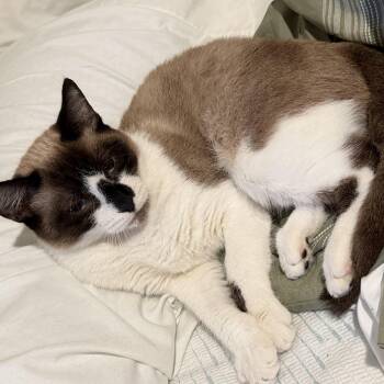 Chai -  Snowshoe and Calico Cat for Adoption in Liverpool, Texas - Chai | PetCurious