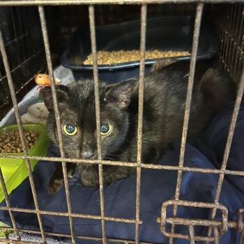 Panther -  Domestic Short Hair Cat for Adoption in Stephenville, Texas - Panther | PetCurious