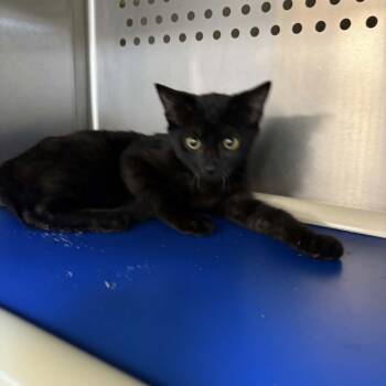 Jafar -  Domestic Short Hair Cat for Adoption in Orange, Virginia - Jafar | PetCurious