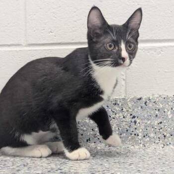 Booger -  Domestic Short Hair Cat for Adoption in Dayton, Ohio - Booger | PetCurious