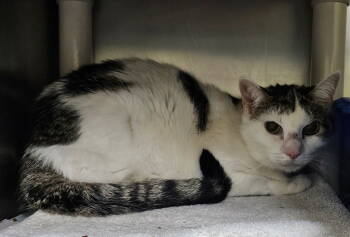 Rescue Tortoiseshell Cats for Adoption in Lovingston, Virginia - Mary | PetCurious