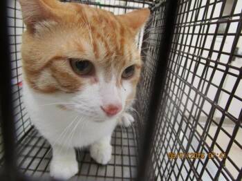 Tiger(680) -  Domestic Short Hair Cat for Adoption in Marietta, Georgia - Tiger(680) | PetCurious