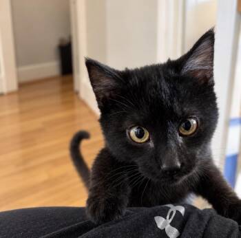 Dakota -  Domestic Short Hair Cat for Adoption in Pocatello, Idaho - Dakota | PetCurious