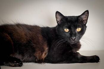 Jessi -  Domestic Long Hair Cat Available for Adoption in Elmwood, Louisiana - Jessi | PetCurious
