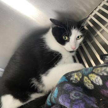 Sammy -  Domestic Short Hair Cat for Adoption in West Des Moines, Iowa - Sammy | PetCurious