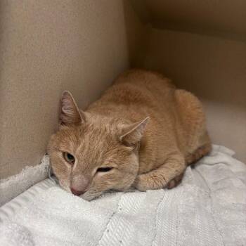 Domestic Short Hair Cats Available for Adoption in Buffalo, New York - Ren | PetCurious