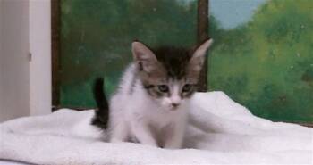DONALD -  Domestic Short Hair Cat for Adoption in Houston, Texas - DONALD | PetCurious