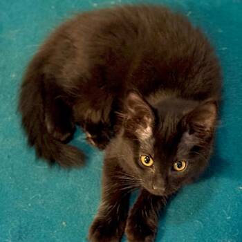 Domestic Medium Hair Cats Available for Adoption - Mario | PetCurious