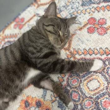 Kuro -  Domestic Short Hair Cat for Adoption - Kuro | PetCurious