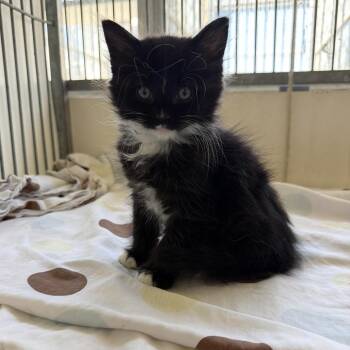 Domestic Medium Hair Cats Available for Adoption in Goleta, California - Furnanda | PetCurious