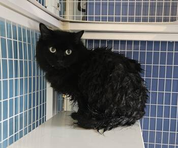 Domestic Short Hair Cats Available for Adoption in Claremont, New Hampshire - Rumplemintz | PetCurious